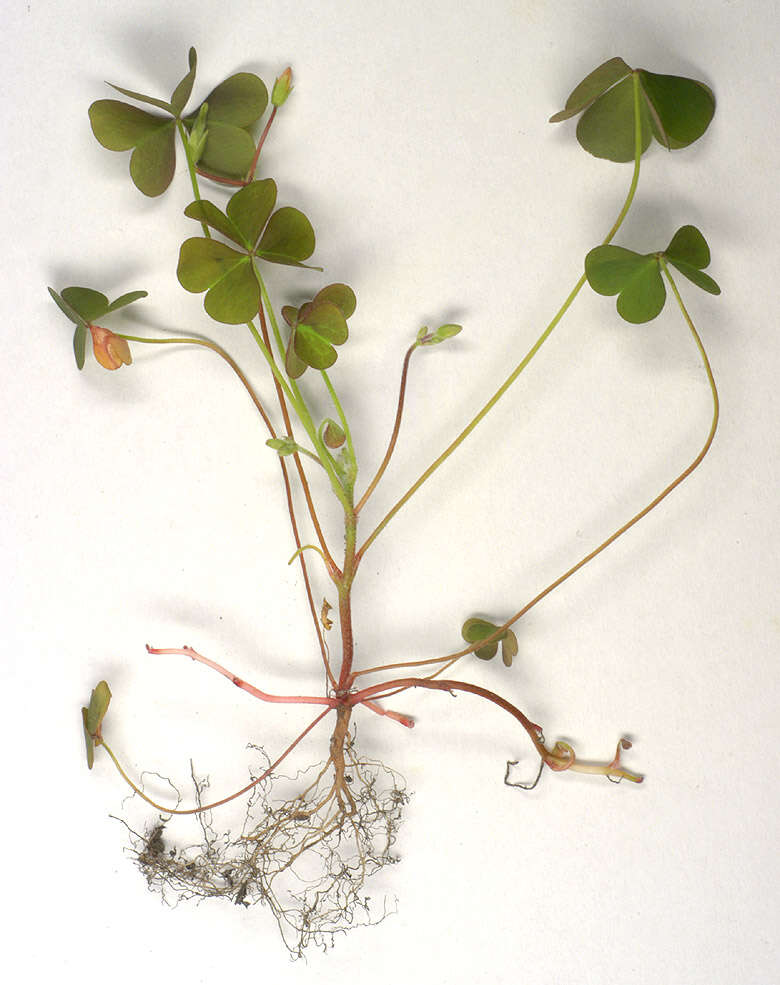 Image of creeping woodsorrel