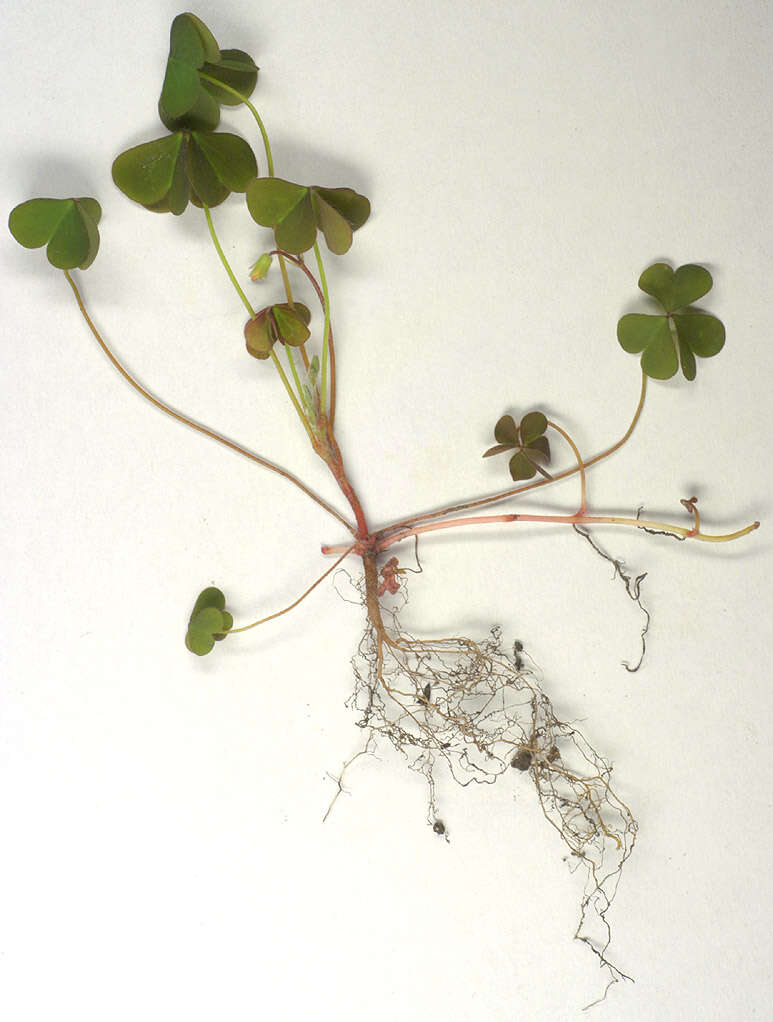 Image of creeping woodsorrel