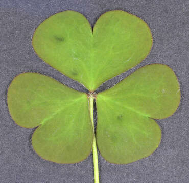 Imagem de Oxalis corniculata L.