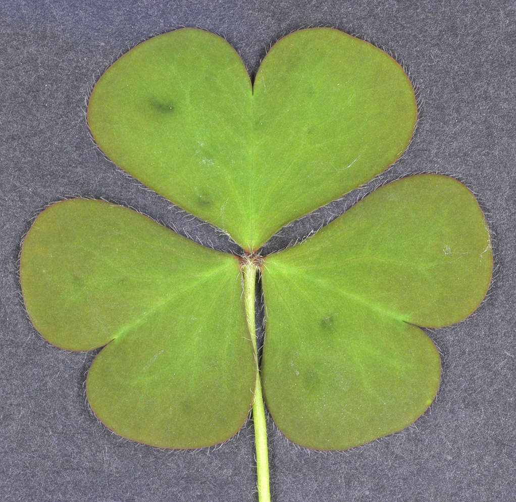 Imagem de Oxalis corniculata L.