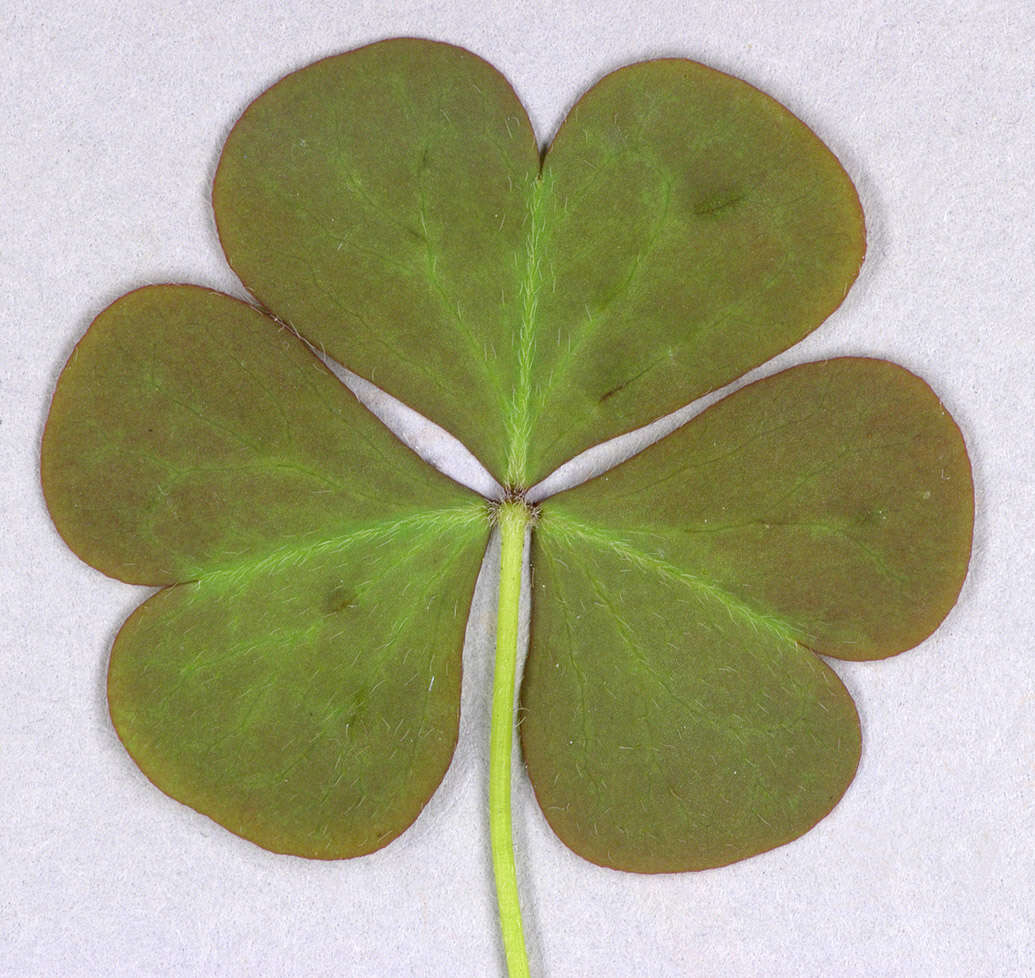 Imagem de Oxalis corniculata L.