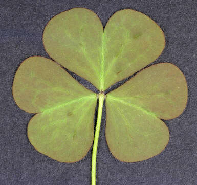 Imagem de Oxalis corniculata L.