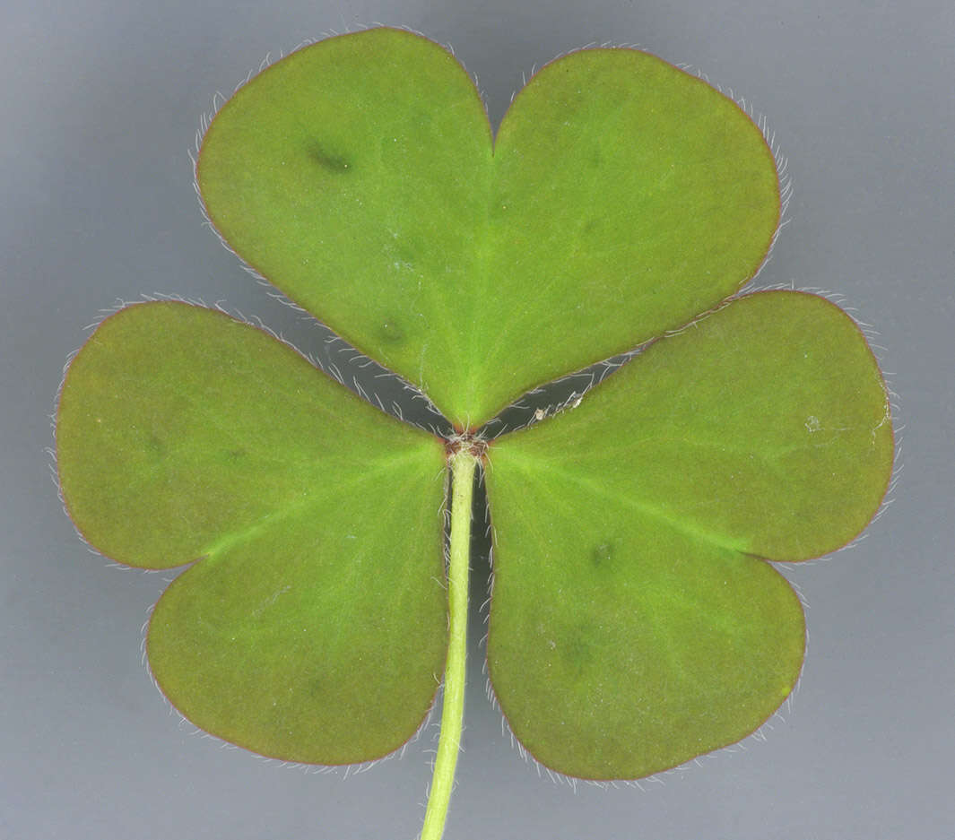 Image of creeping woodsorrel