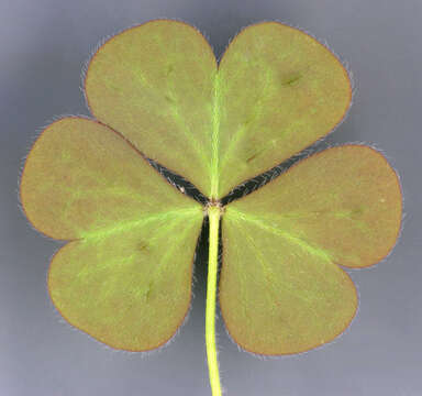 Imagem de Oxalis corniculata L.