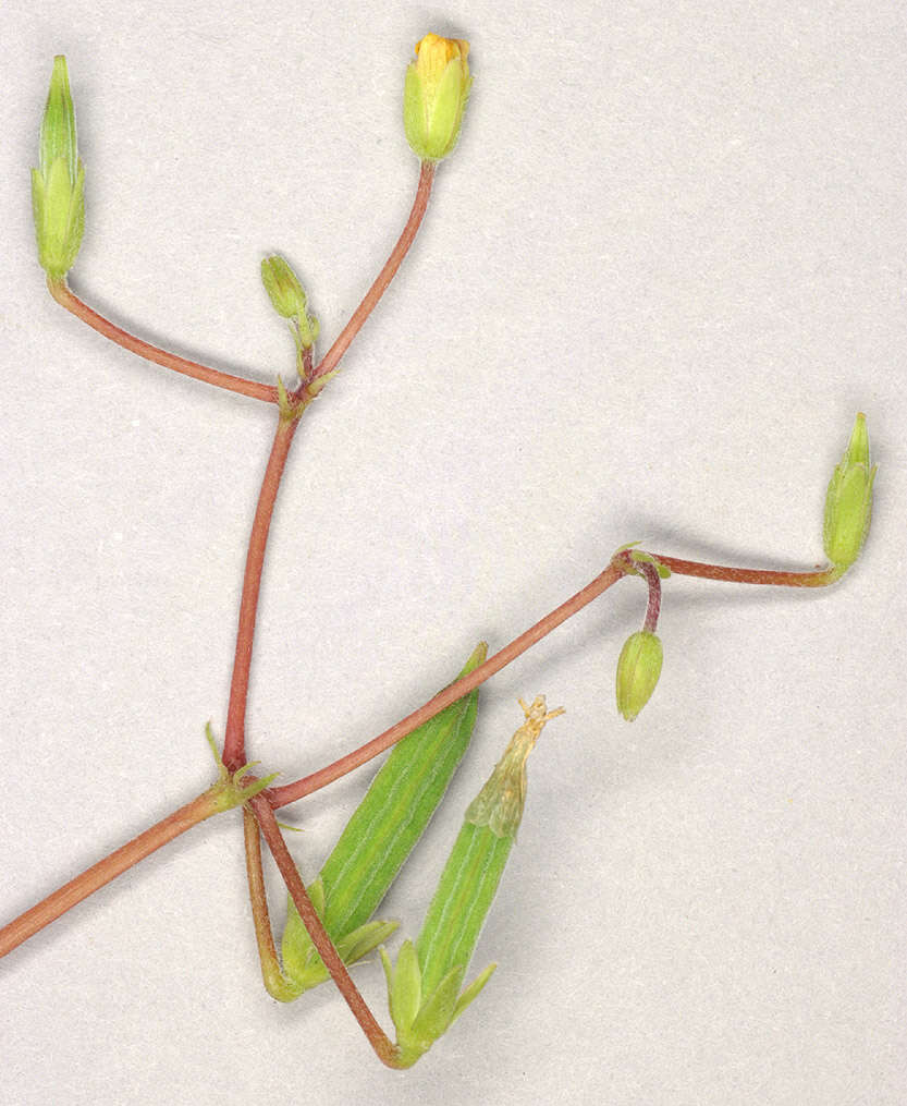 Image of creeping woodsorrel