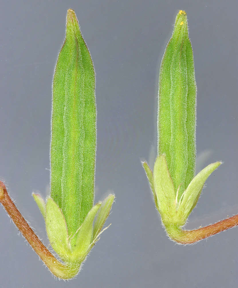 Image of creeping woodsorrel