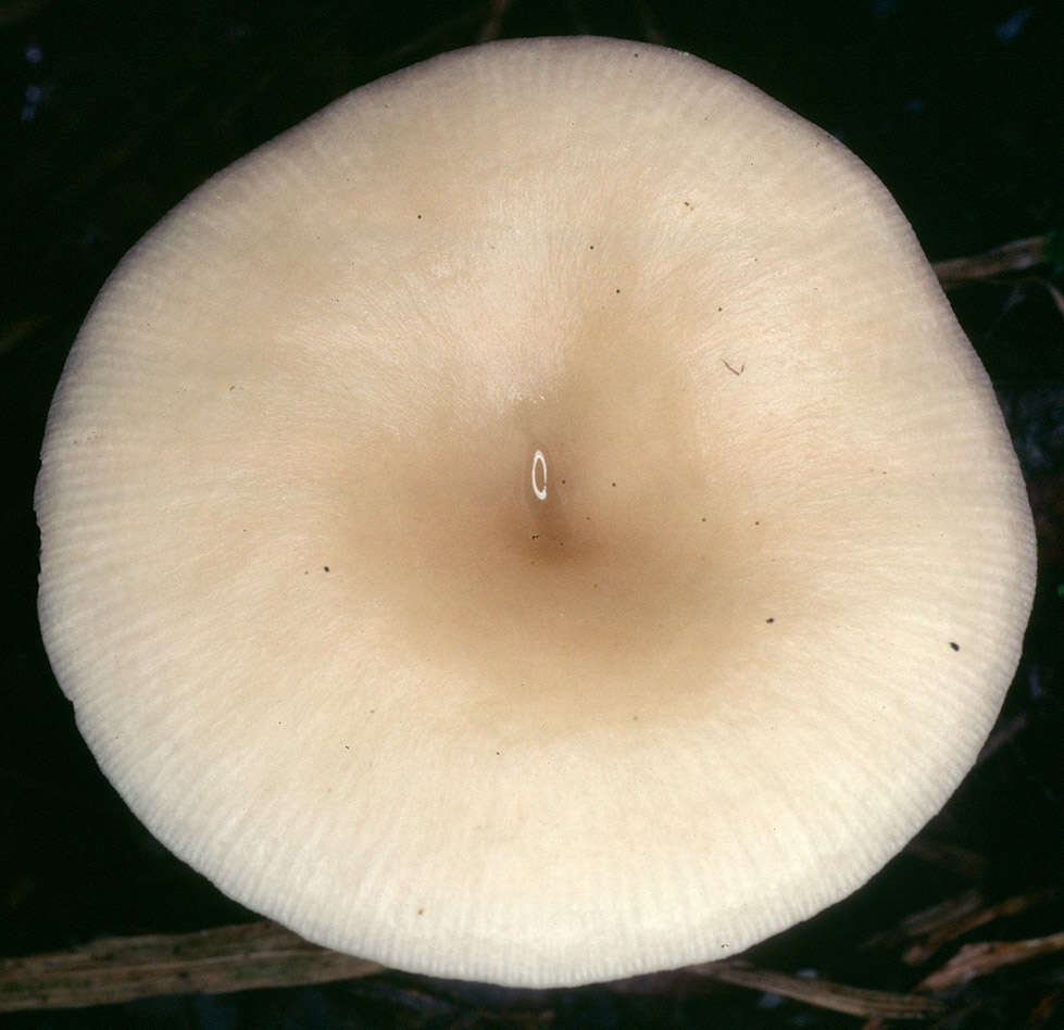 Image of Clitocybe phaeophthalma (Pers.) Kuyper 1981