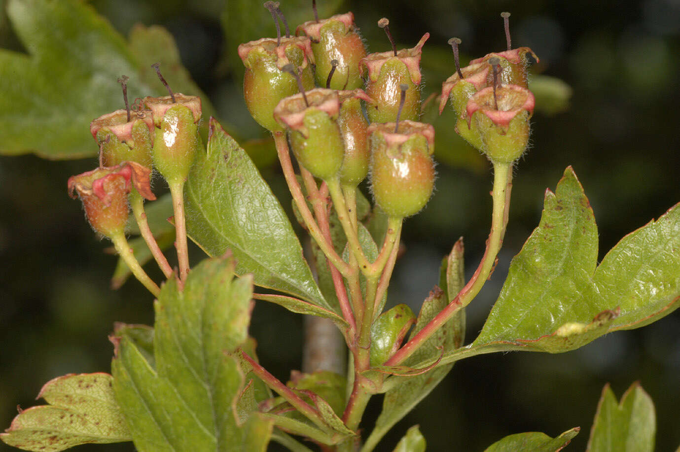 Image of Common Hawthorn