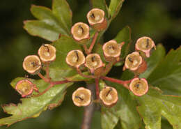 Image of Common Hawthorn