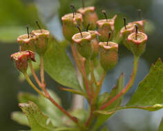 Image of Common Hawthorn