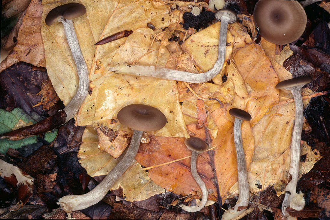 Clitocybe subspadicea (J. E. Lange) Bon & Chevassut 1973 resmi