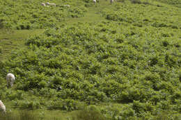 Image of Bracken