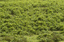 Image of Bracken