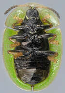 Image of thistle tortoise beetle