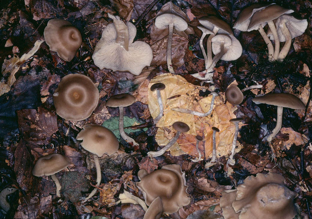 Clitocybe subspadicea (J. E. Lange) Bon & Chevassut 1973 resmi