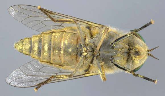 Image of Tabanus bromius Linnaeus 1758