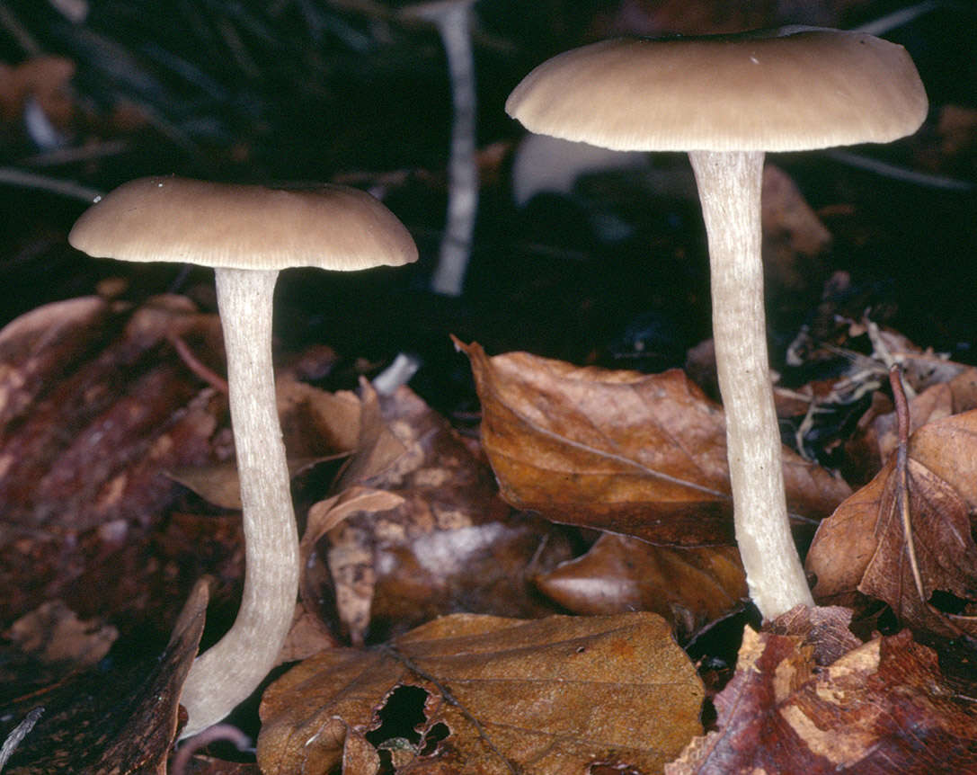 Image of Clitocybe subspadicea (J. E. Lange) Bon & Chevassut 1973