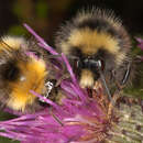 Image of Bombus monticola