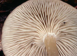 Image of Clitocybe subspadicea (J. E. Lange) Bon & Chevassut 1973
