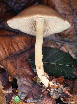 Clitocybe subspadicea (J. E. Lange) Bon & Chevassut 1973 resmi