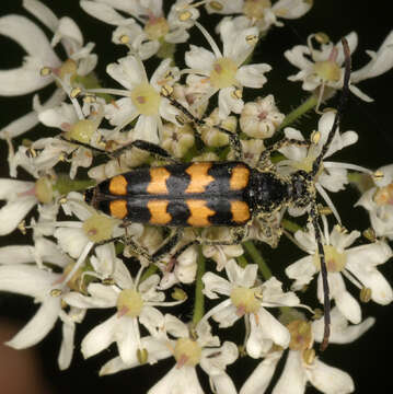 Image of Leptura quadrifasciata Linné 1758