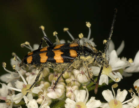 Leptura quadrifasciata Linné 1758 resmi