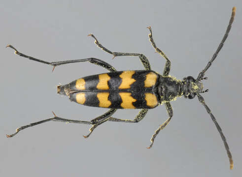 Image of Leptura quadrifasciata Linné 1758