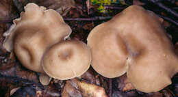 Clitocybe subspadicea (J. E. Lange) Bon & Chevassut 1973 resmi