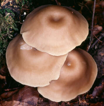 Image of Clitocybe subspadicea (J. E. Lange) Bon & Chevassut 1973