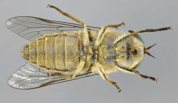 Image of Tabanus bromius Linnaeus 1758