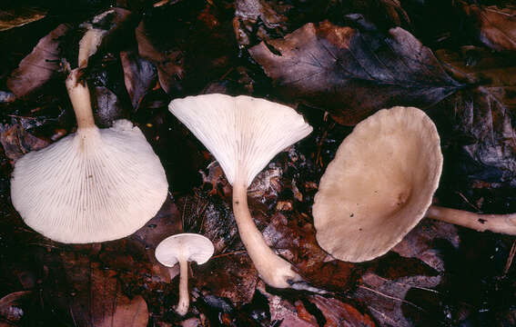 Image of funnel clitocybe