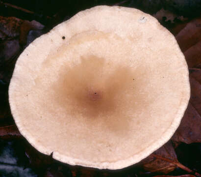 Image of funnel clitocybe