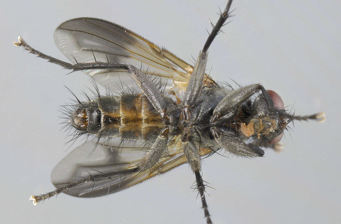 Image of Paykullia maculata (Fallen 1815)