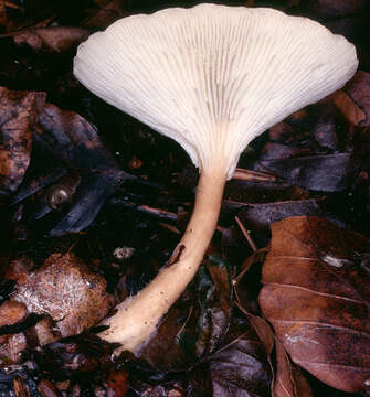 Image of funnel clitocybe