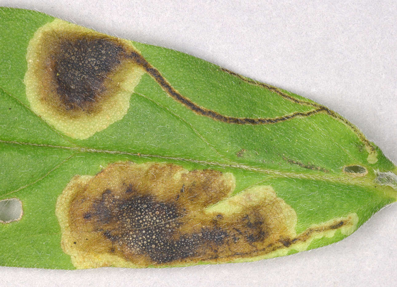 Image of Agromyza lithospermi Spencer 1963