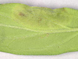 Image de Agromyza lithospermi Spencer 1963