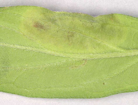 Image of Agromyza lithospermi Spencer 1963