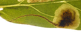 Image de Agromyza lithospermi Spencer 1963