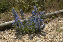 Image of blueweed