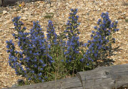 Image of blueweed