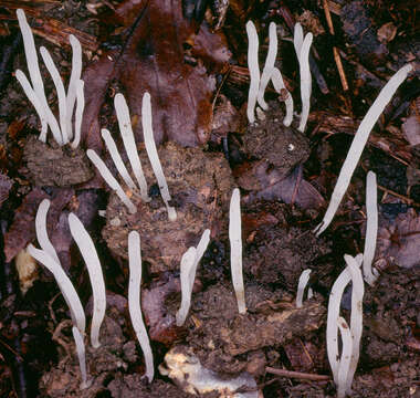 Image of Clavaria acuta Sowerby 1803