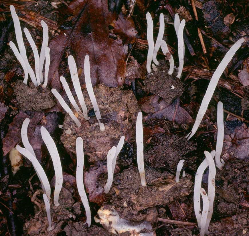 Clavaria acuta Sowerby 1803 resmi