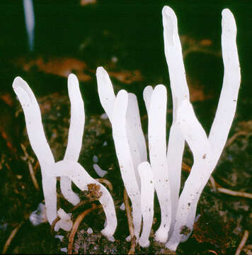 Image of Clavaria acuta Sowerby 1803