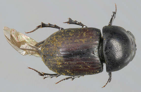 Image of Agrilinus ater (De Geer 1774)