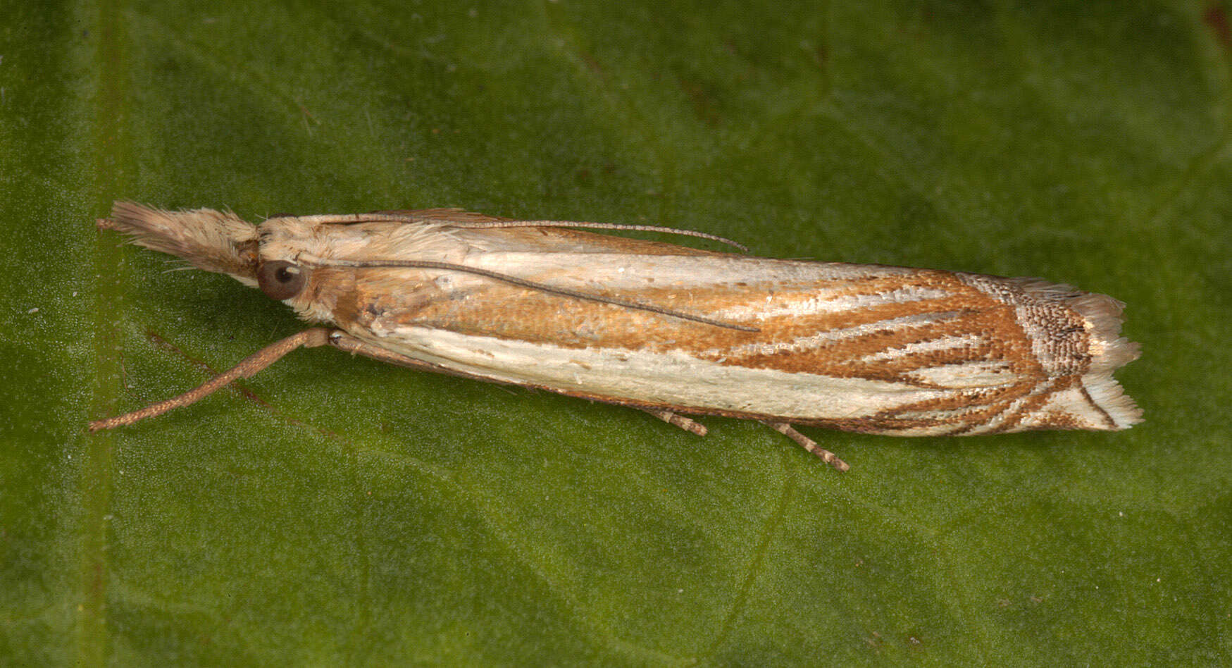 Image of Crambus pascuella Linnaeus 1758