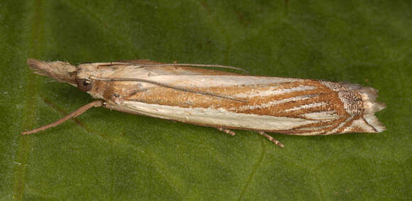 Image of Grass-veneer