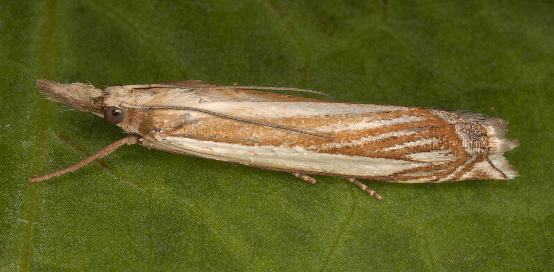 Image de Crambus pascuella Linnaeus 1758