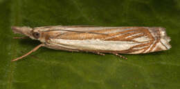 Image de Crambus pascuella Linnaeus 1758