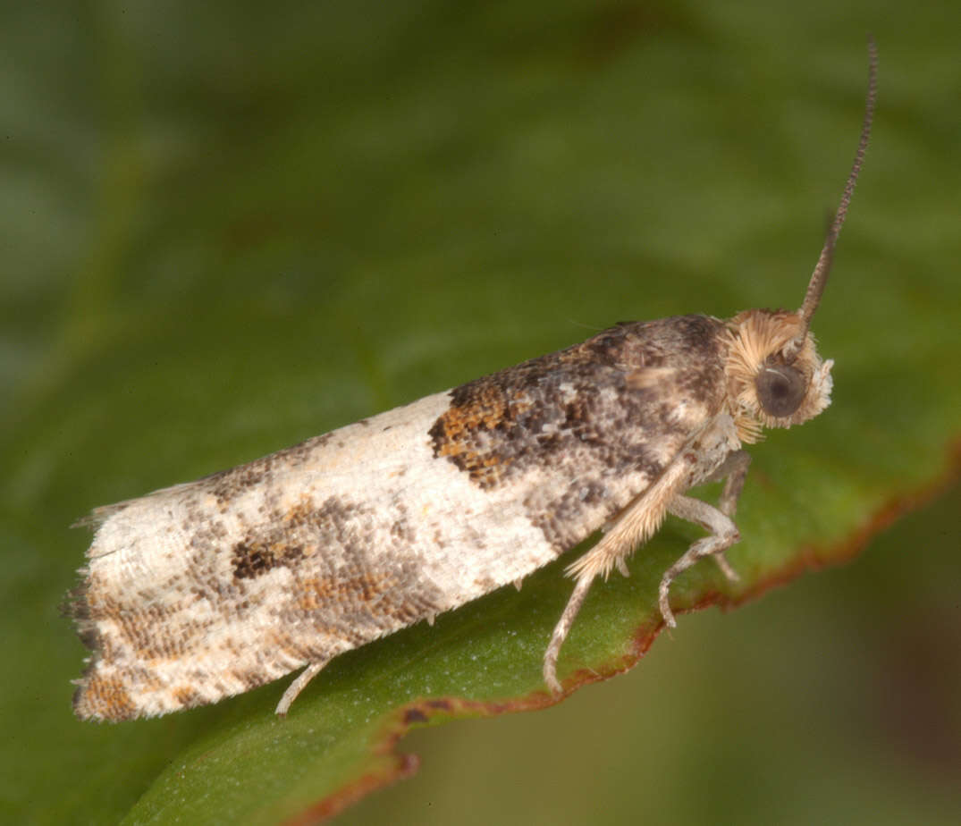 Image of Moth