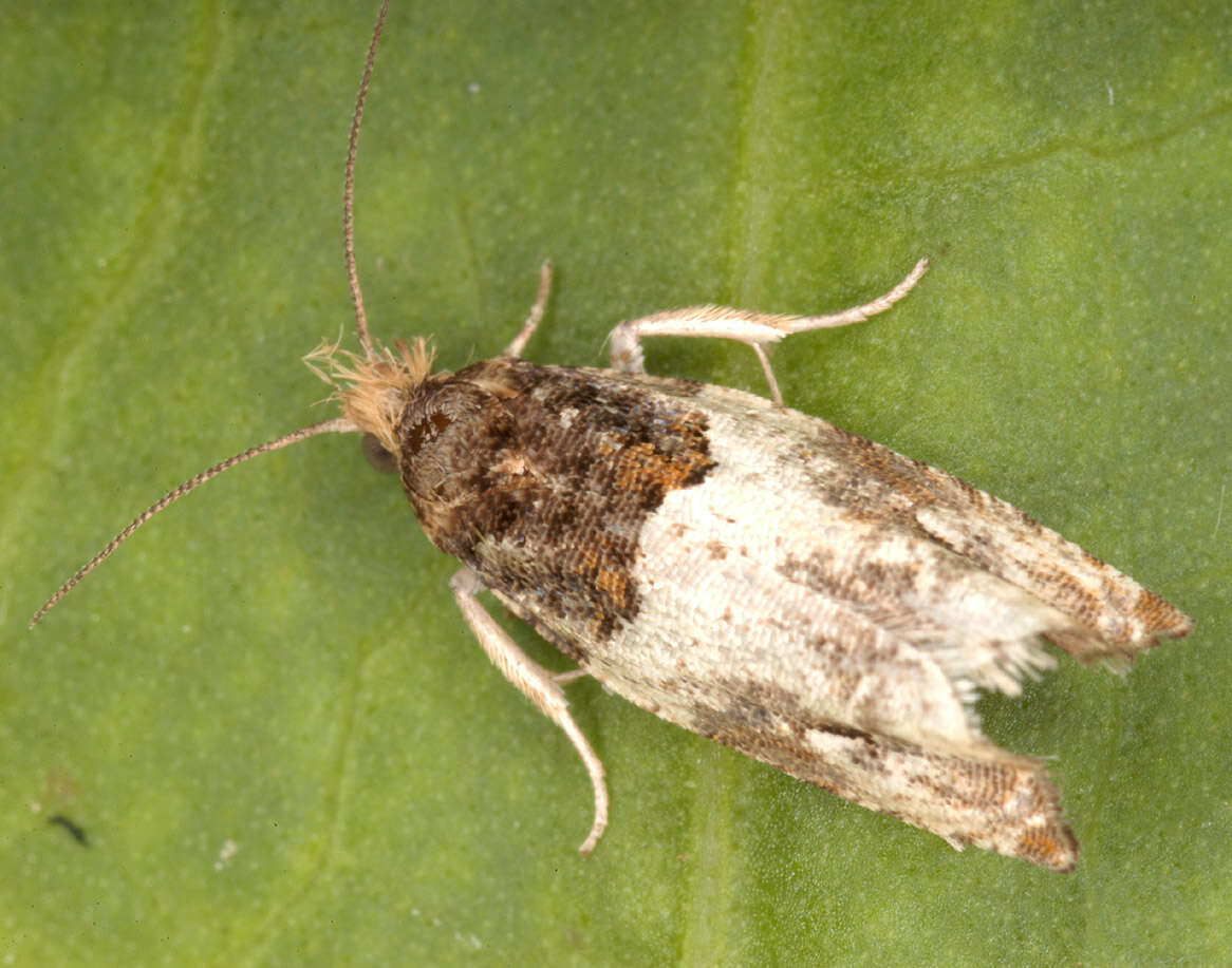 Image of Moth